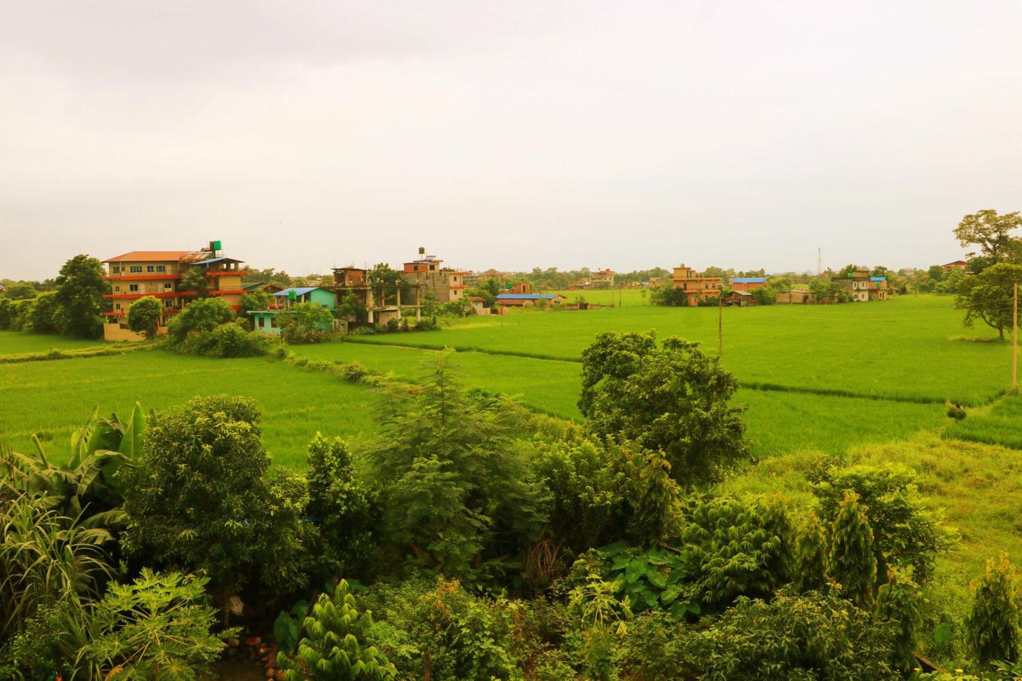 Hotel National Park Sauraha- Homely Stay And Peaceful Location With Jungle Safari Arrangements Ngoại thất bức ảnh